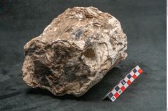 Foto (Seitenansicht) von Plantae indet.  (NHMW-GEO-2024-0188-11592)
